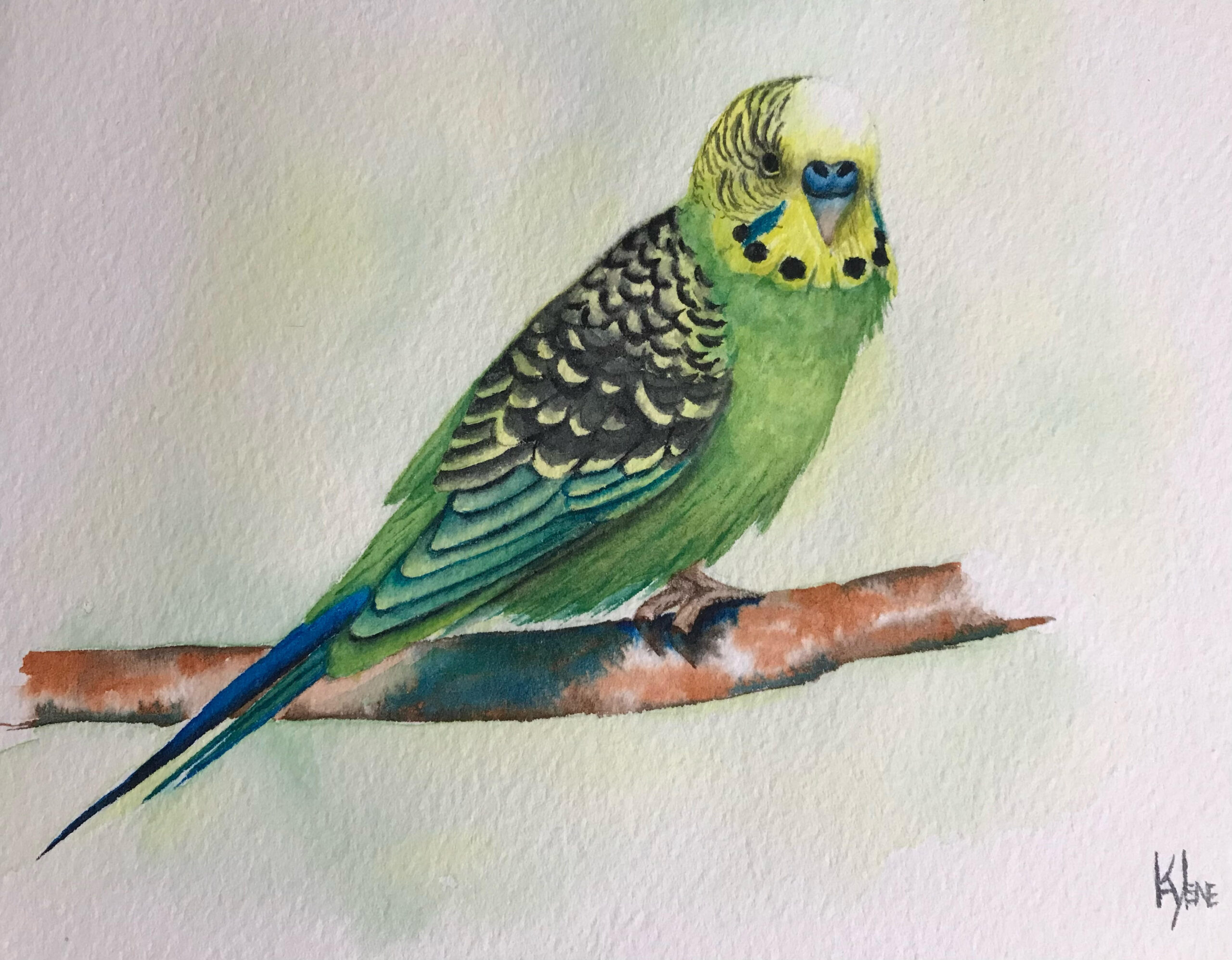 Buguri Drawing Budgie - Newcastle Art Society